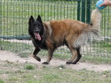 Canine Des Plaines De Champagne