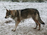 La Seven Loup Cie