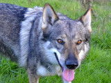 La Seven Loup Cie