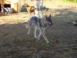 La Seven Loup Cie