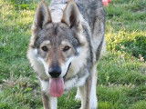 La Seven Loup Cie