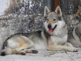 La Seven Loup Cie