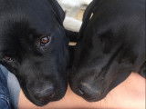 Les Labradors De La Vallée Du Gardon
