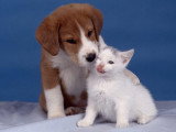 Bonne-patte