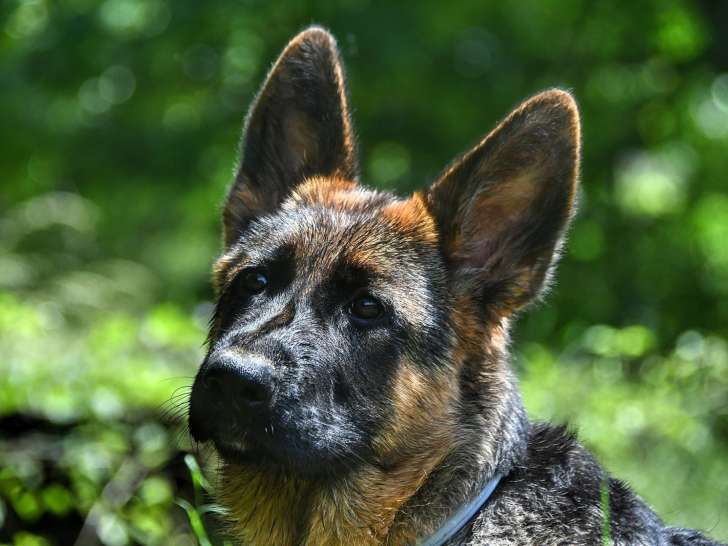 Des Loups De L'Etoile