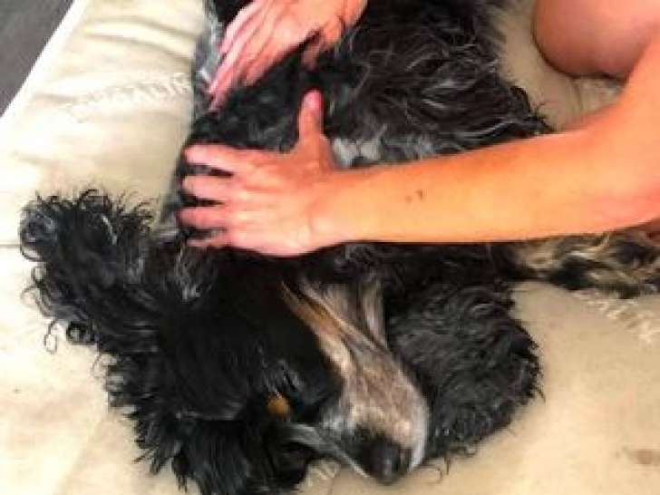 Massages de bien-être canins à votre domicile