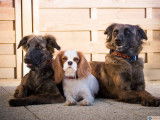 Dog Paradise - Éducation Canine