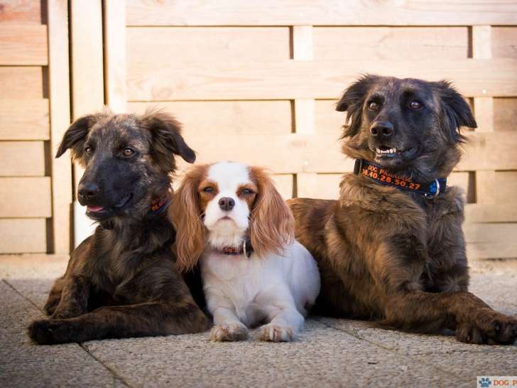 Dog Paradise - Éducation Canine