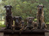 Dog Paradise - Éducation Canine