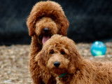All Stars Golden Doodle