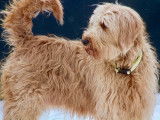 All Stars Golden Doodle