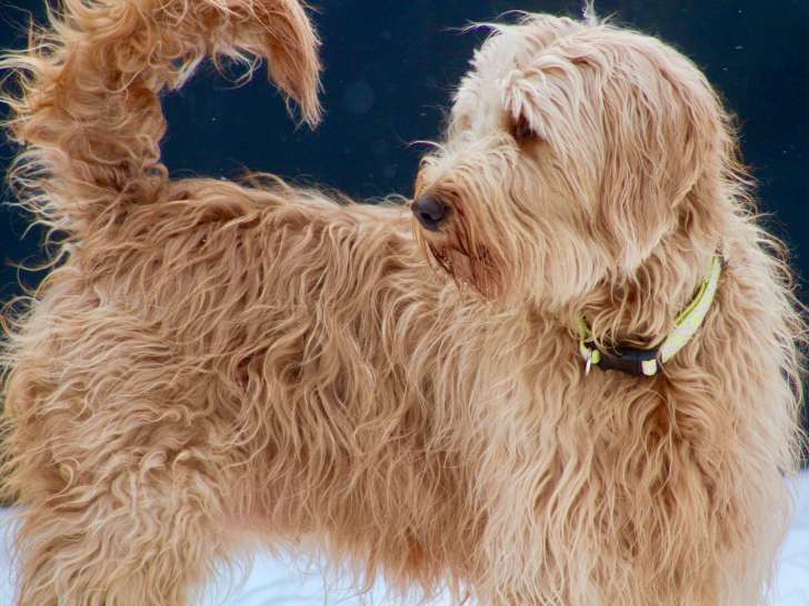 All hot sale star goldendoodle