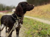 Vom Hundegeläut