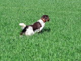 Vom Hundegeläut