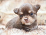 HD Chihuahua