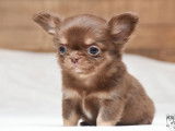 HD Chihuahua