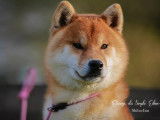 Mâle shiba inu hatchi