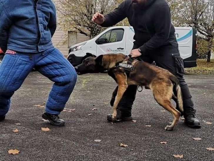 Dog Of Law Enforcement