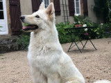 Des Chemins D'Iris