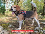 La Patte de Sirius