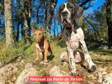 La Patte de Sirius