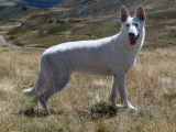 De La Tribu De La Louve Blanche