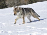 Du Loup De Fumseck