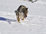 Du Loup De Fumseck