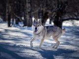 Du Loup De Fumseck