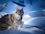 Du Loup De Fumseck