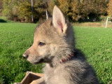 Du Loup De Fumseck