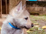 Du Loup De Fumseck