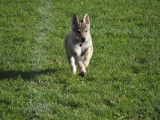 Du Loup De Fumseck