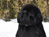 Arcadia Newfoundlands