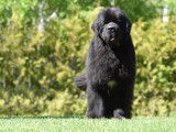 Arcadia Newfoundlands