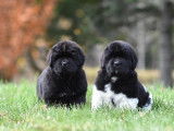 Arcadia Newfoundlands