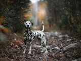 Ace Dalmatians