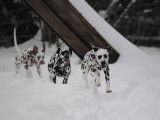 DotsOn Dalmatians