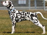 DotsOn Dalmatians