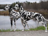 DotsOn Dalmatians