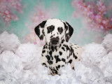 DotsOn Dalmatians