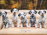 DotsOn Dalmatians
