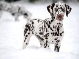 DotsOn Dalmatians