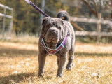 Delajoie Bluebear