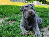 Delajoie Bluebear