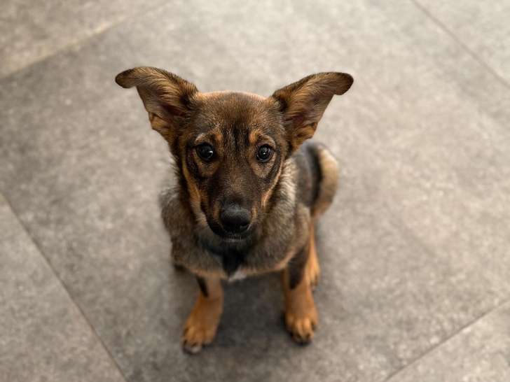 Clinique vétérinaire Sanilhac