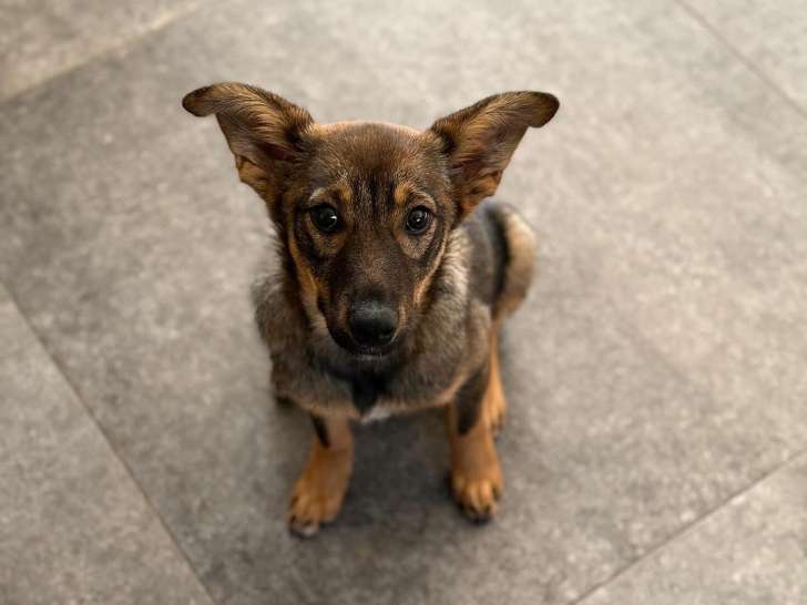 Clinique v&eacute;t&eacute;rinaire Sanilhac