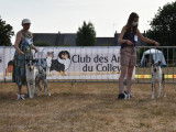 Club Des Amis Du Colley