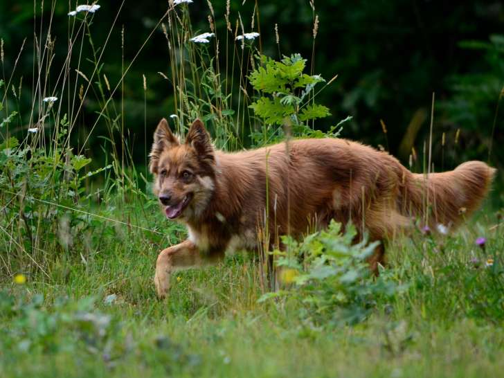 Les Louanges de Capry