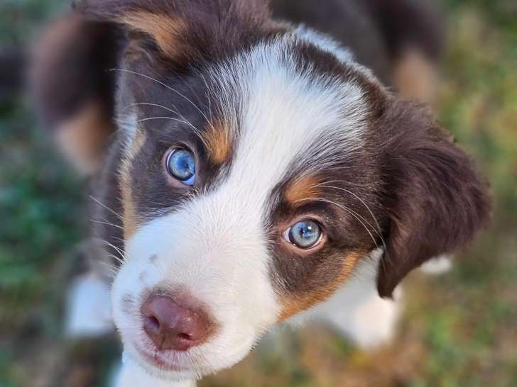 Les Louanges de Capry